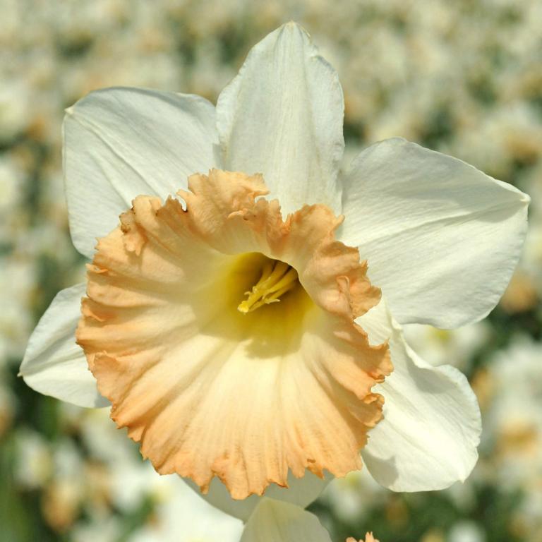 Narcissus British Gamble