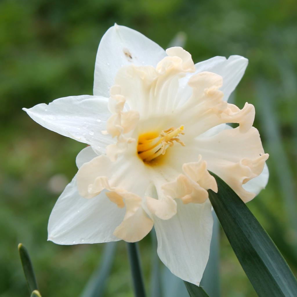 Narcissus Palmares