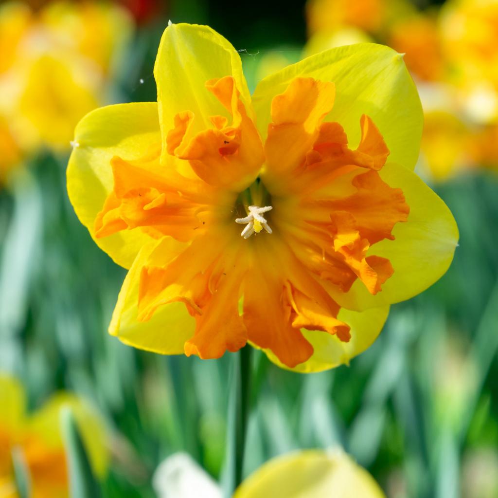 Narcissus Congress