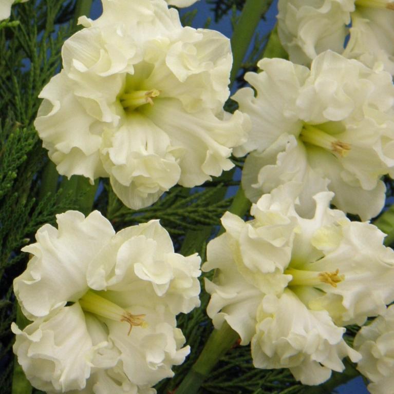 Narcissus Sunnyside Up