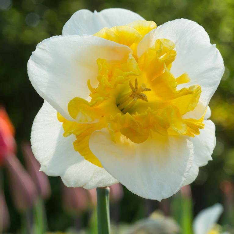 Narcissus Love Call