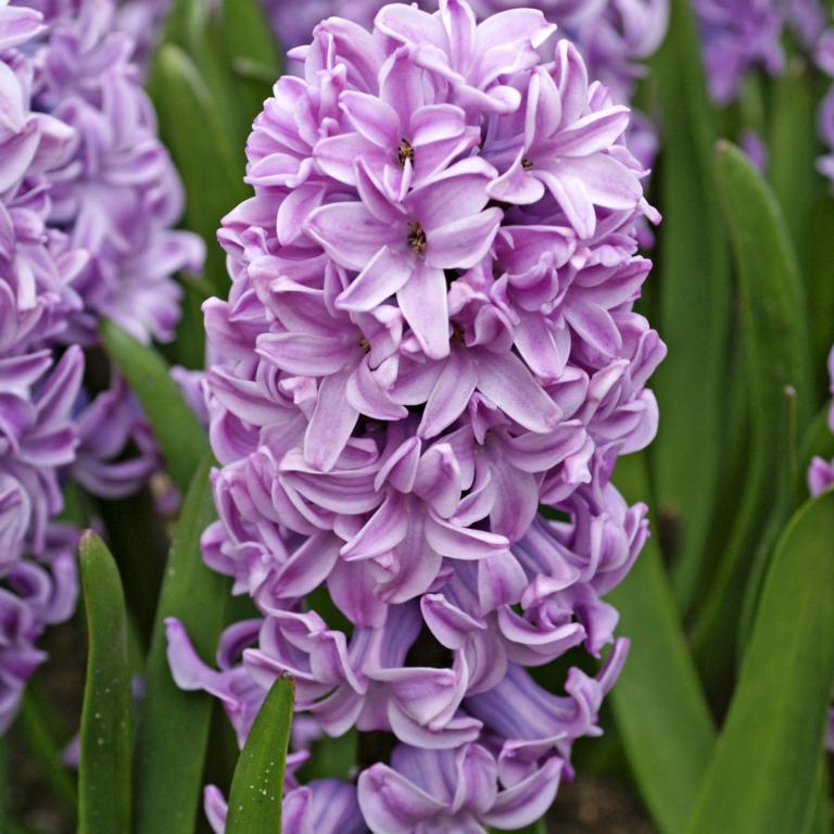 Hyacinthus Splendid Cornelia