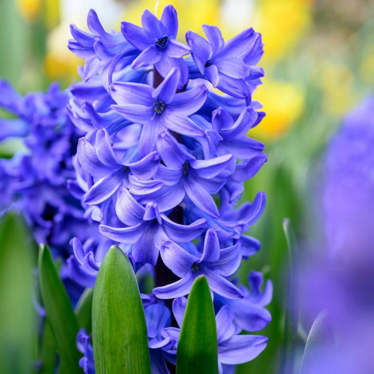 Hyacinthus Delft Blue