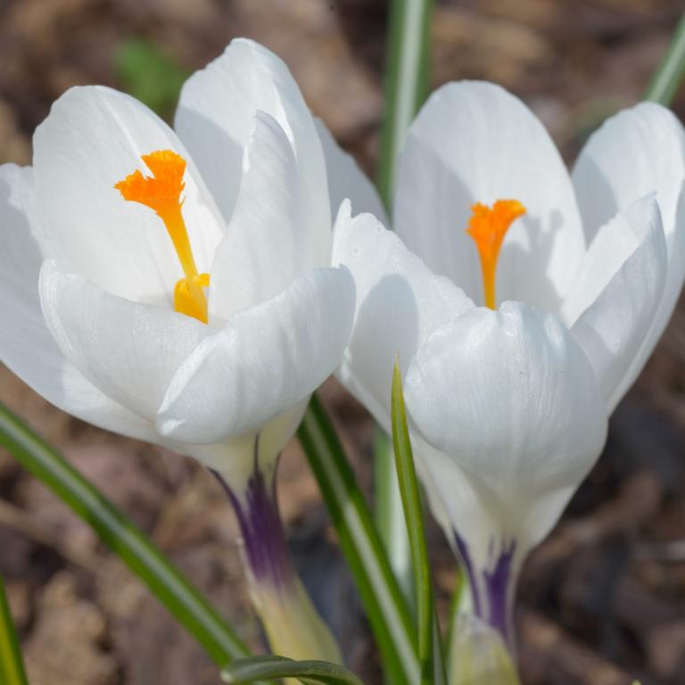 Crocus Jeanne d'Arc
