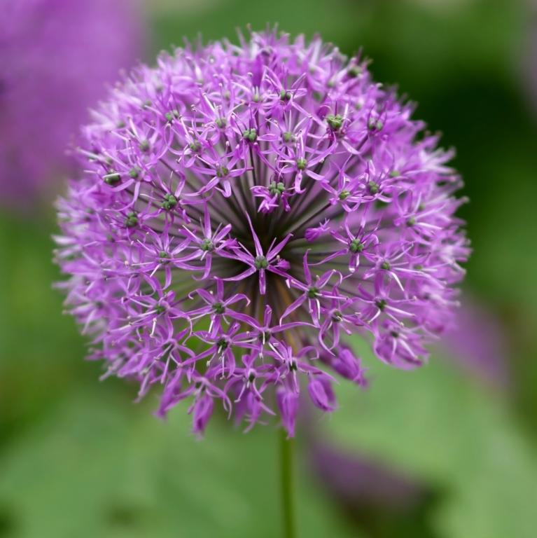 Allium Aflatunense
