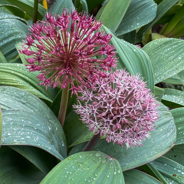 Allium Red Giant