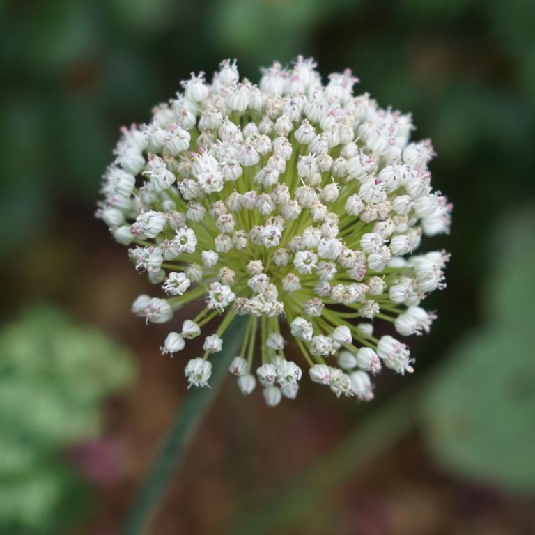 Allium Ping Pong