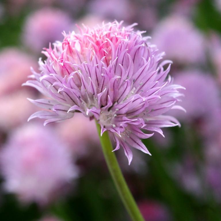 Allium Rosy Dreams