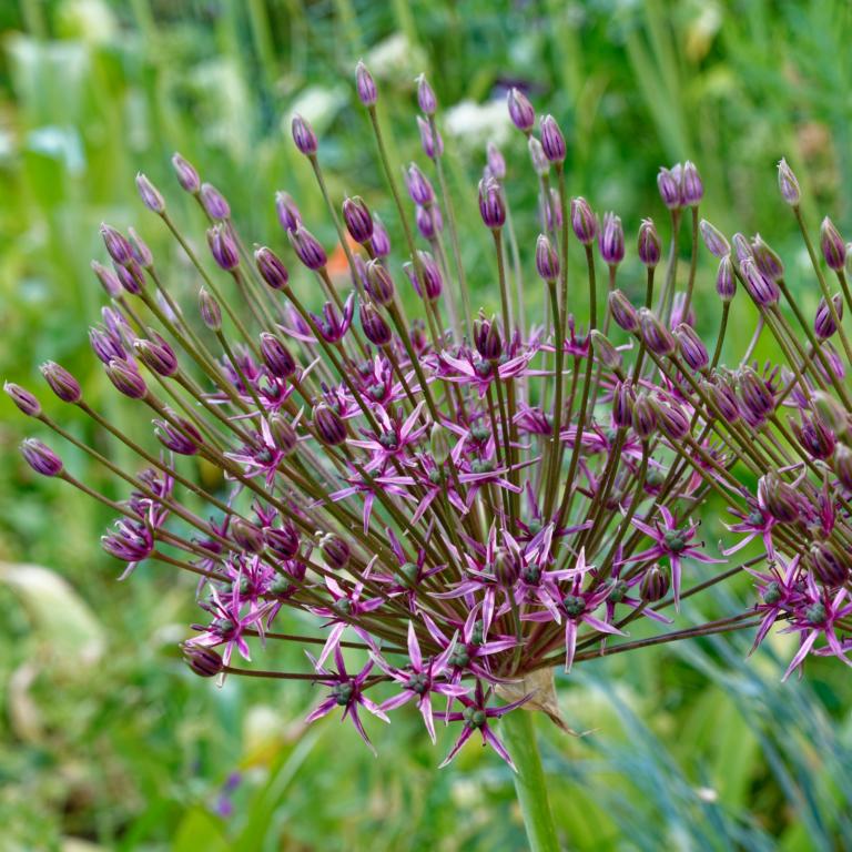 Allium Toabago