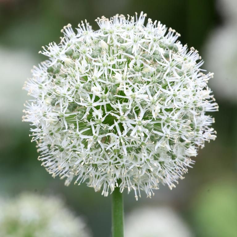 Allium Mount Everest