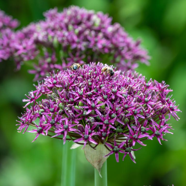 Allium Magic