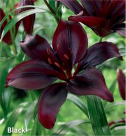 Lilium Asiatic Black
