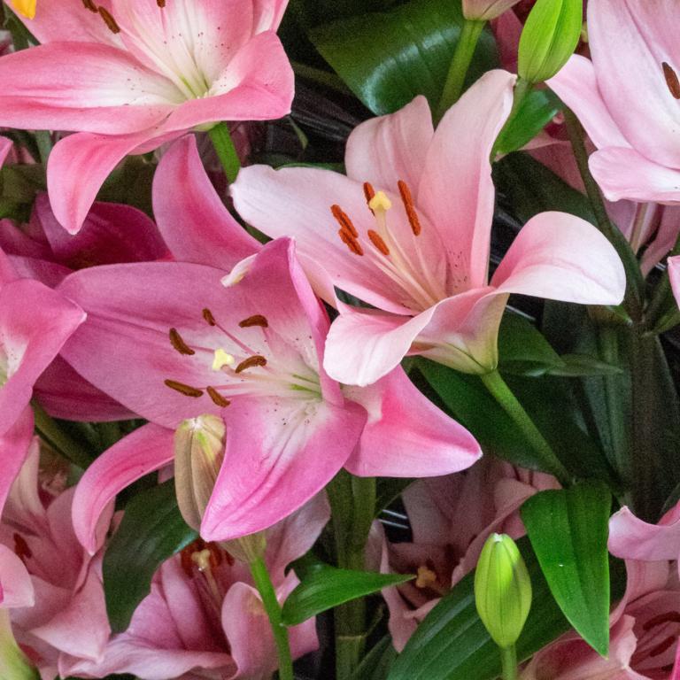 Asiatic Lilium Pink