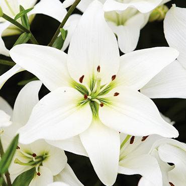 Lilium Asiatic White