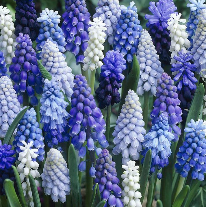 Muscari Mix