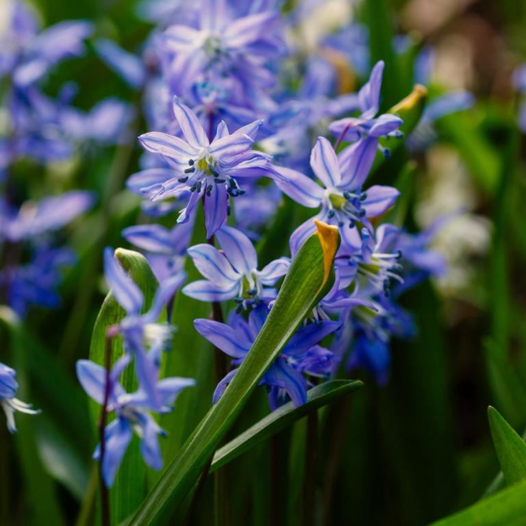 Scilla siberica