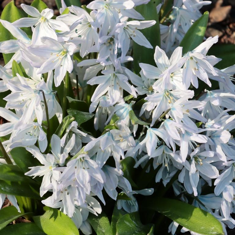 Scilla siberica Alba