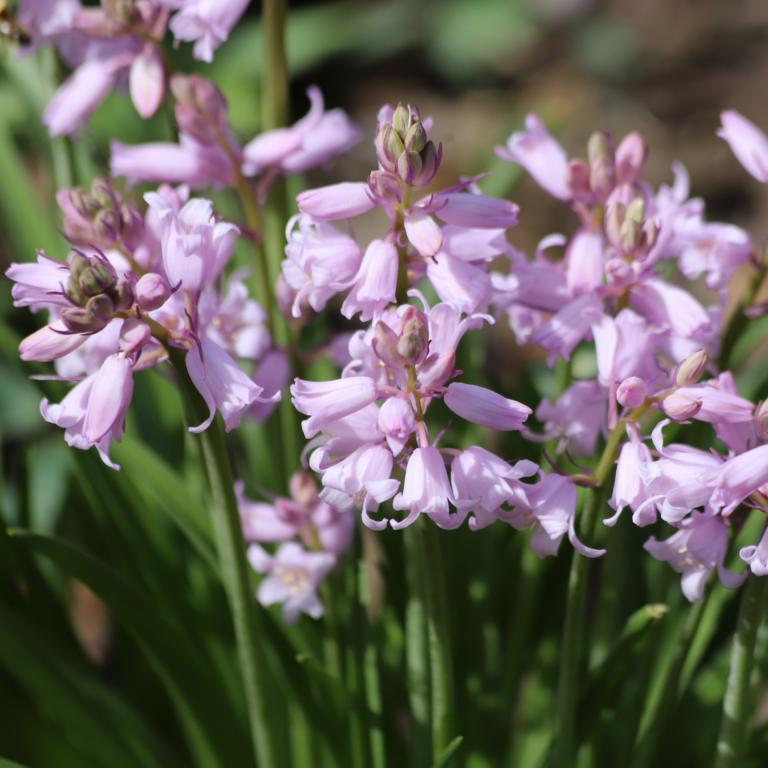 Scilla campanulata Pink