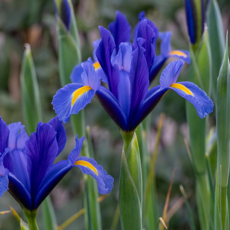 Iris hol. Sapphire Beauty