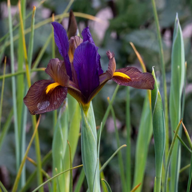 Iris hol. Red Ember