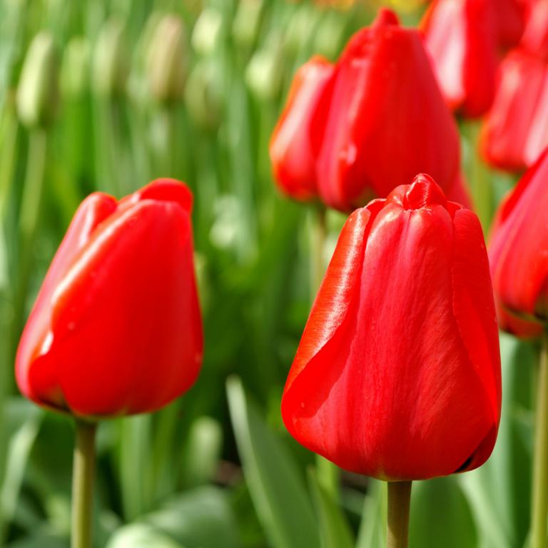 Tulipa Apeldoorn