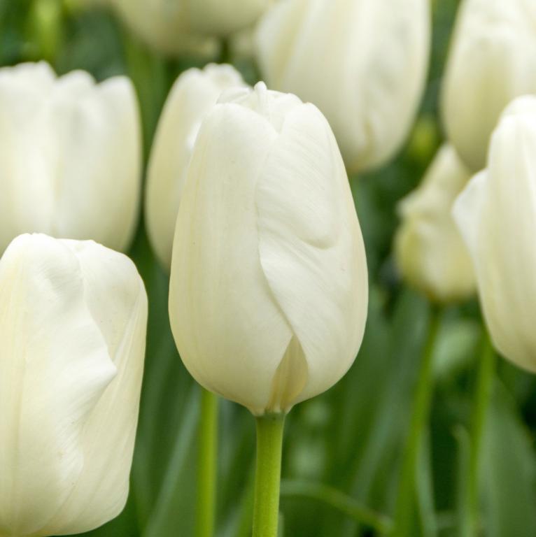 Tulipa Hakuun