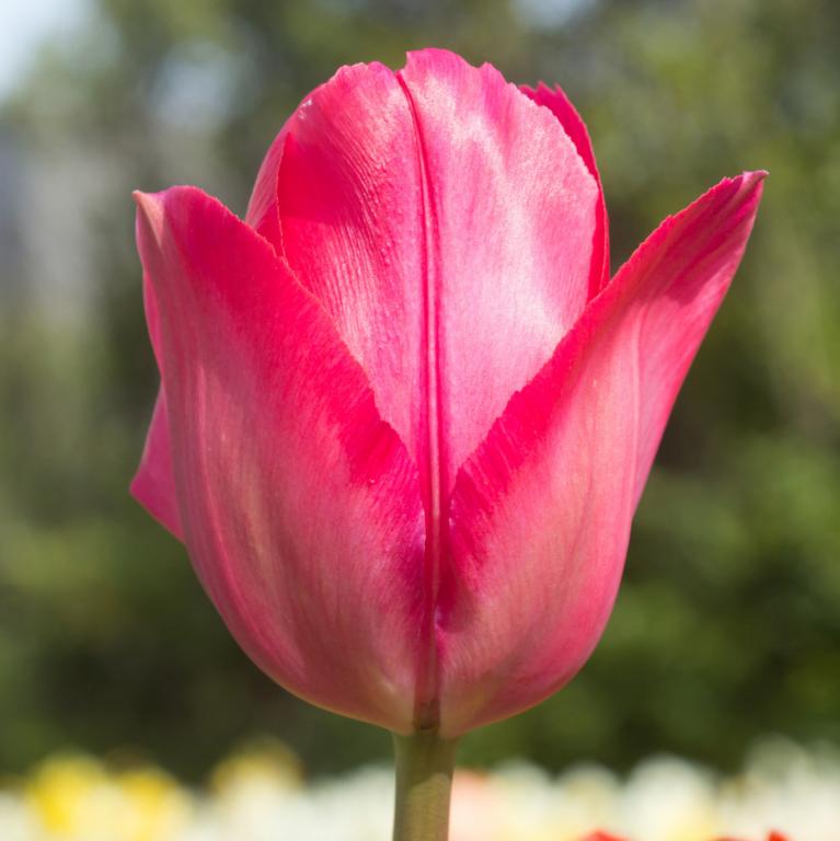 Tulipa Lady van Eijk
