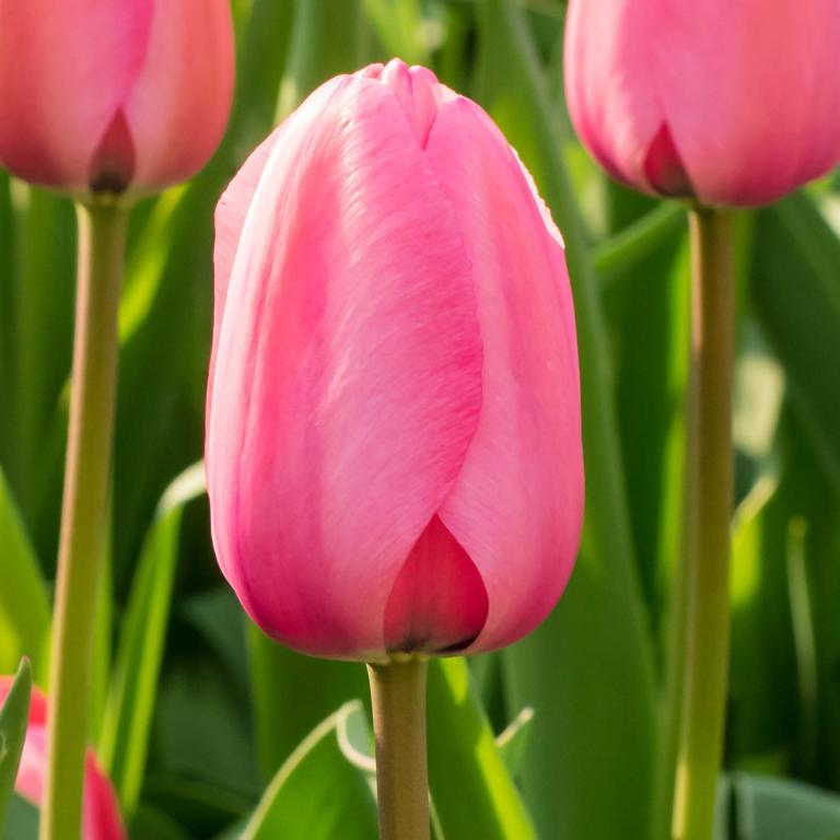 Tulipa Pink Impression