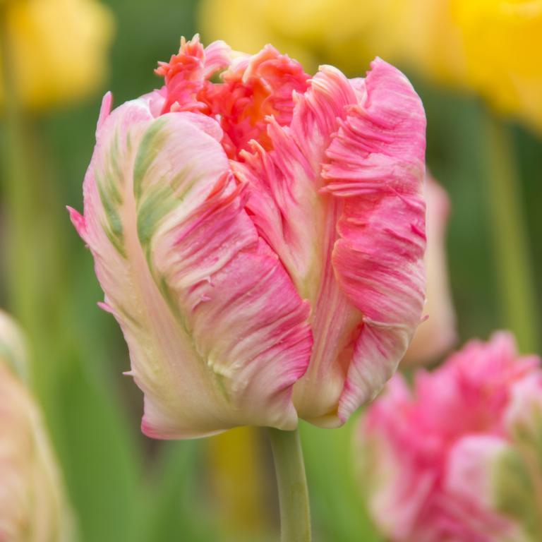 Tulipa Apricot Parrot