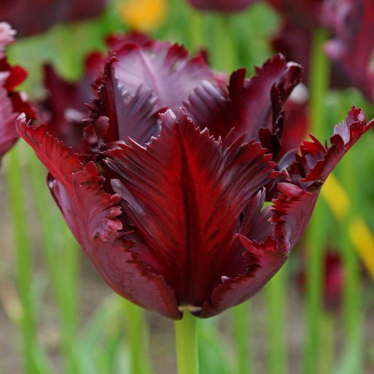 Tulipa Black Parrot