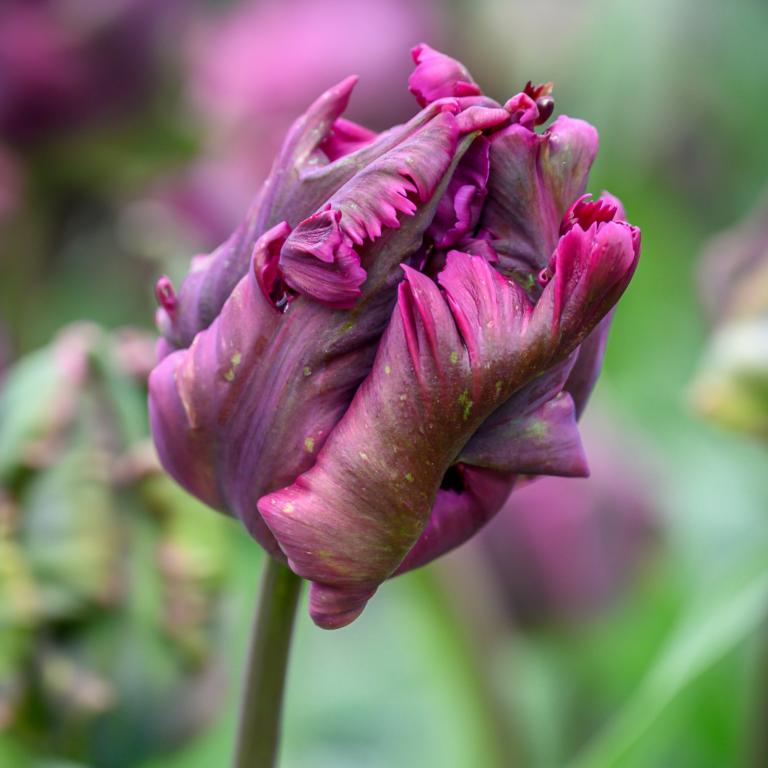 Tulipa Negrita Parrot