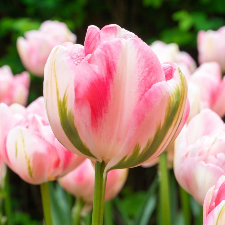 Tulipa Finola