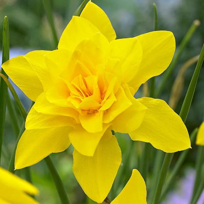 Narcissus Double Campernelle
