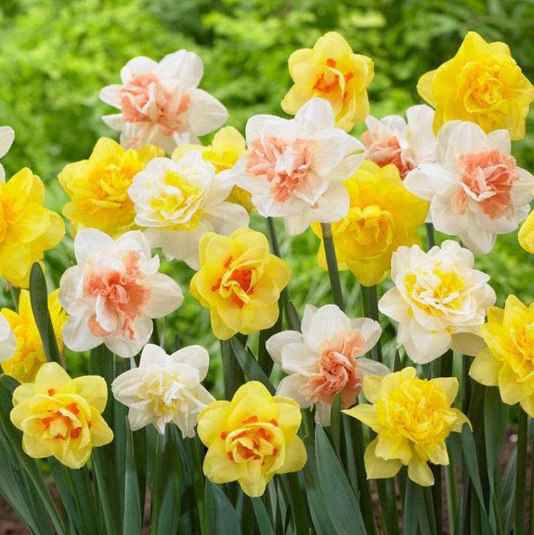 Narcissus Double Mix
