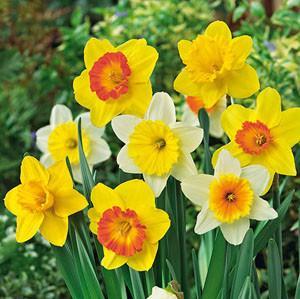 Narcissus Large Cupped Mix