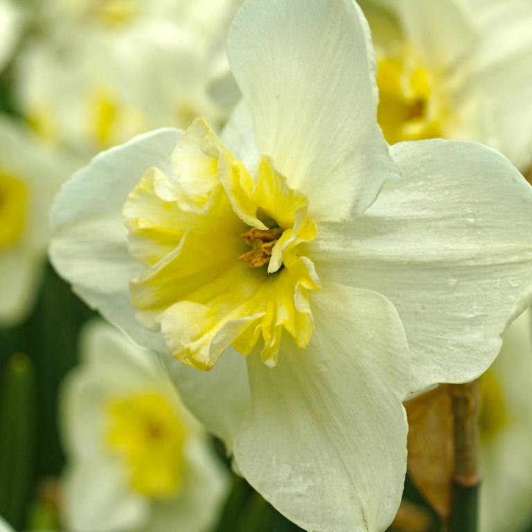 Narcissus Papillon Blanc