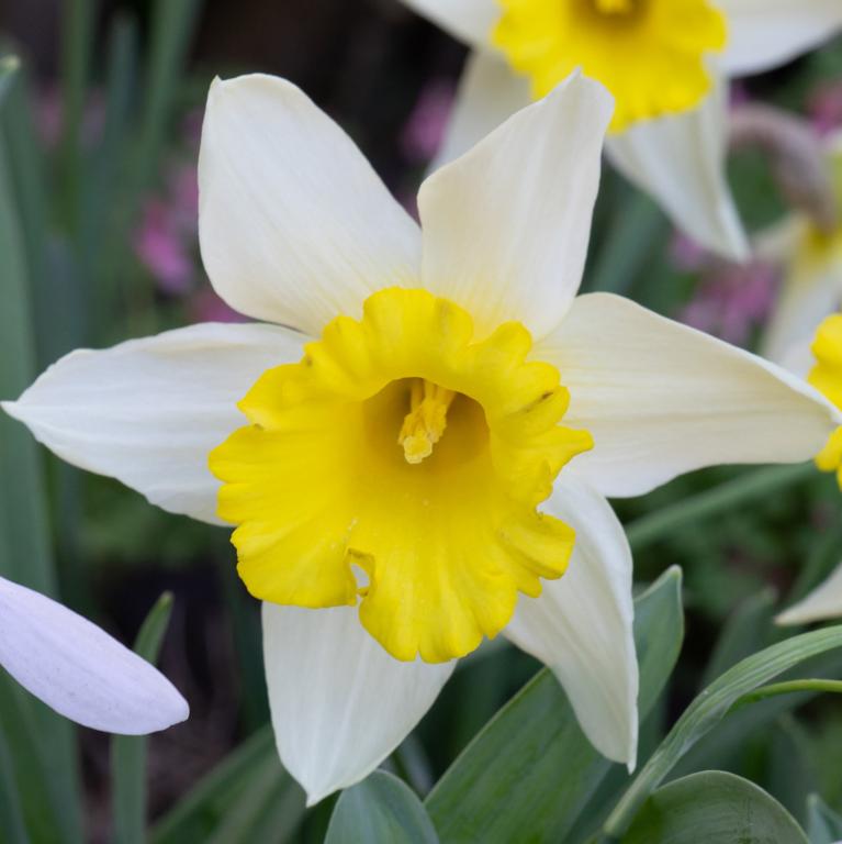 Narcissus January Silver