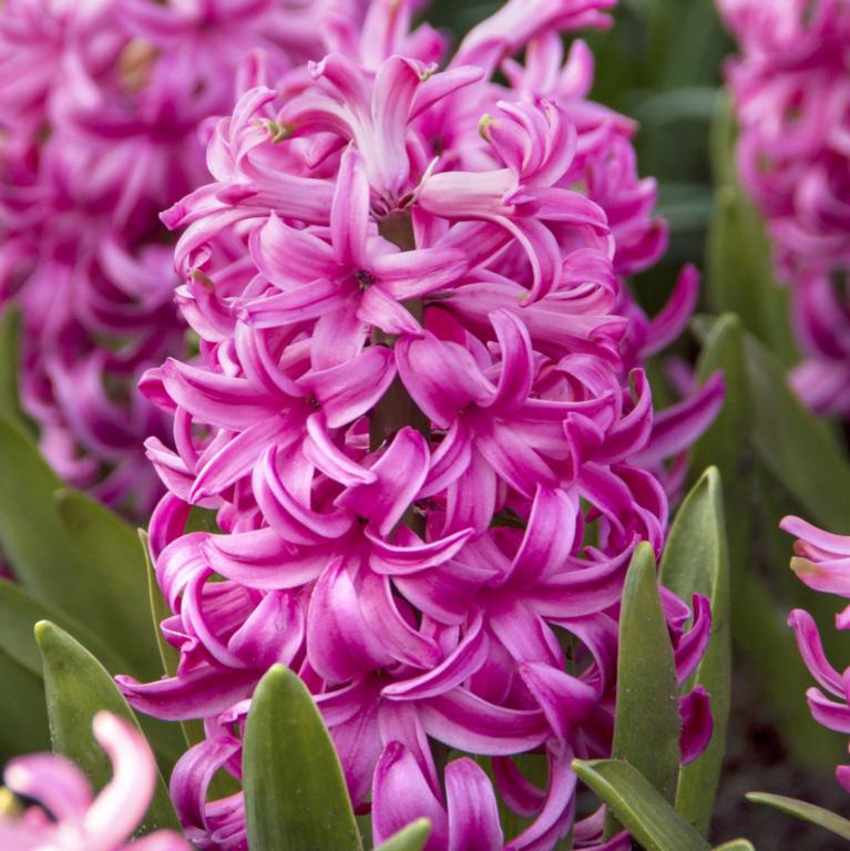 Hyacinthus Pink Pearl