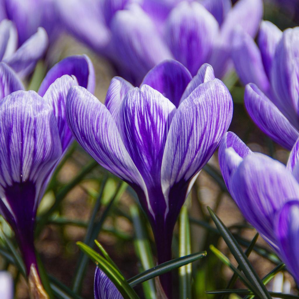 Crocus King of Striped