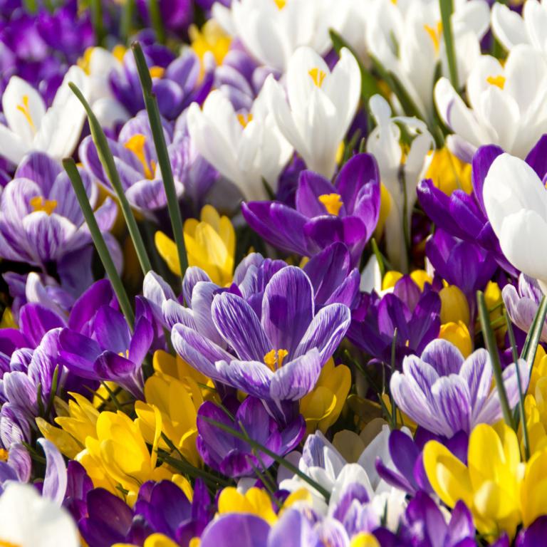 Crocus Largeflowering Mix