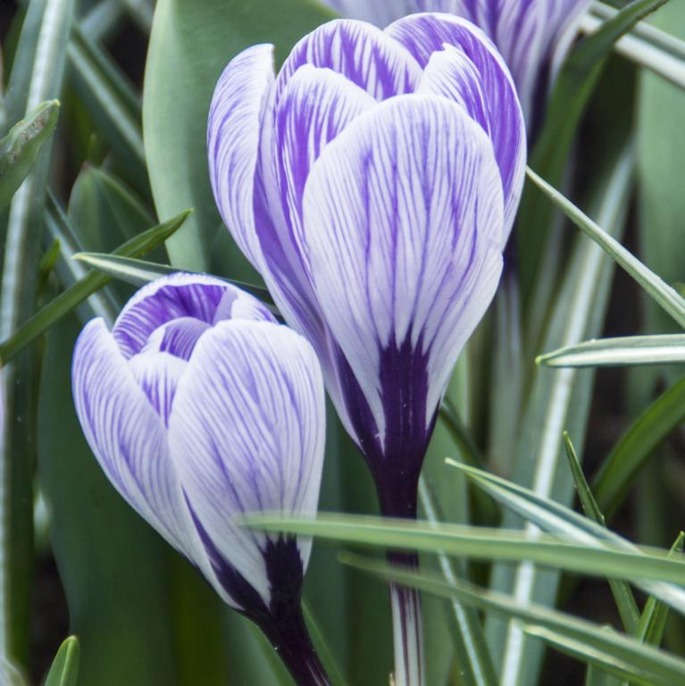 Crocus Pickwick