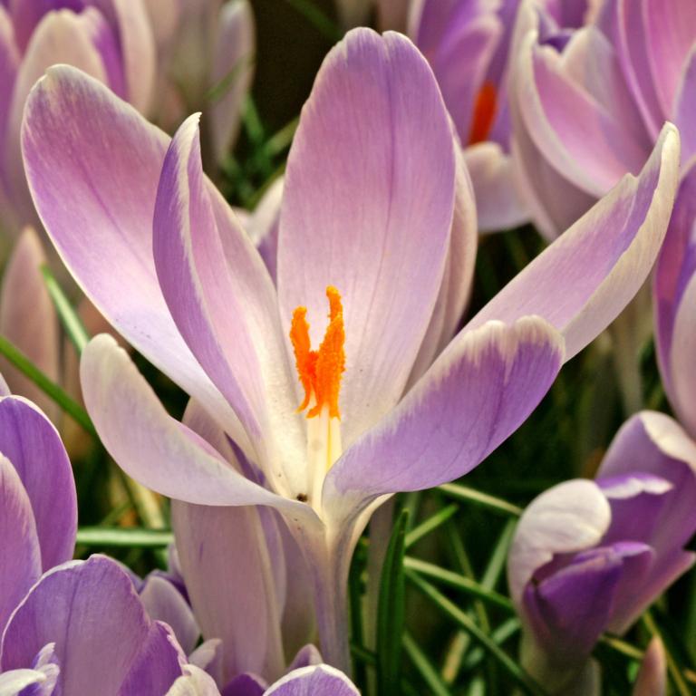 Crocus Vernus Vanguard