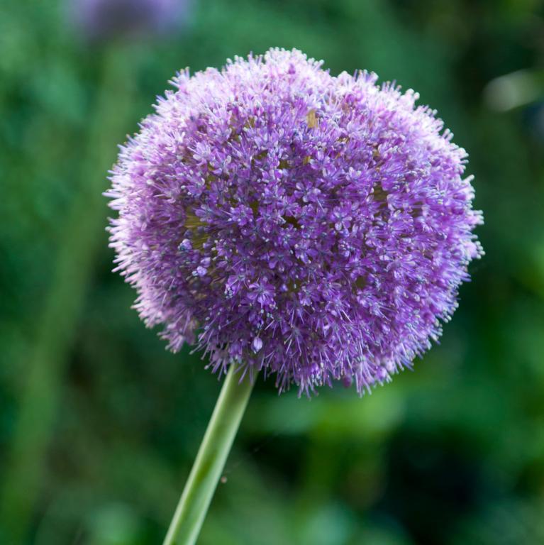 Allium Gladiator