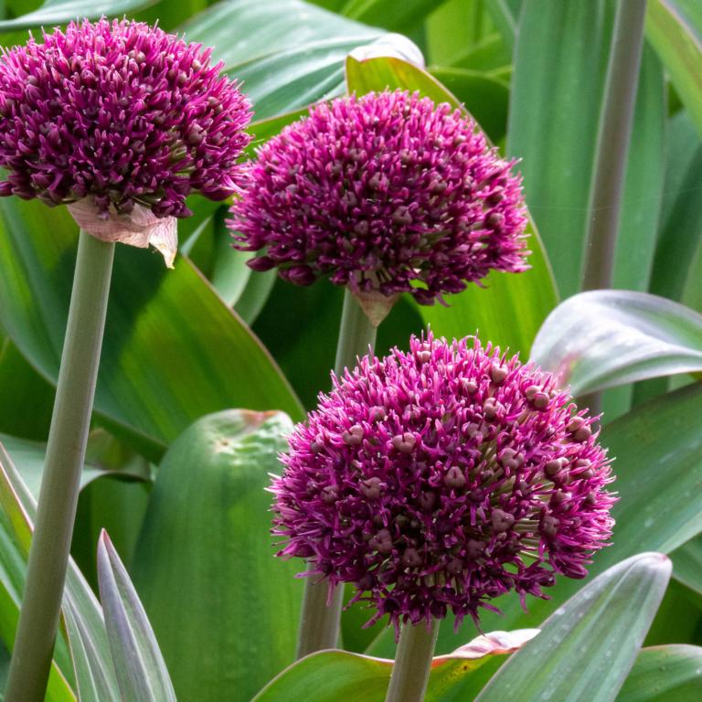 Allium Ostara