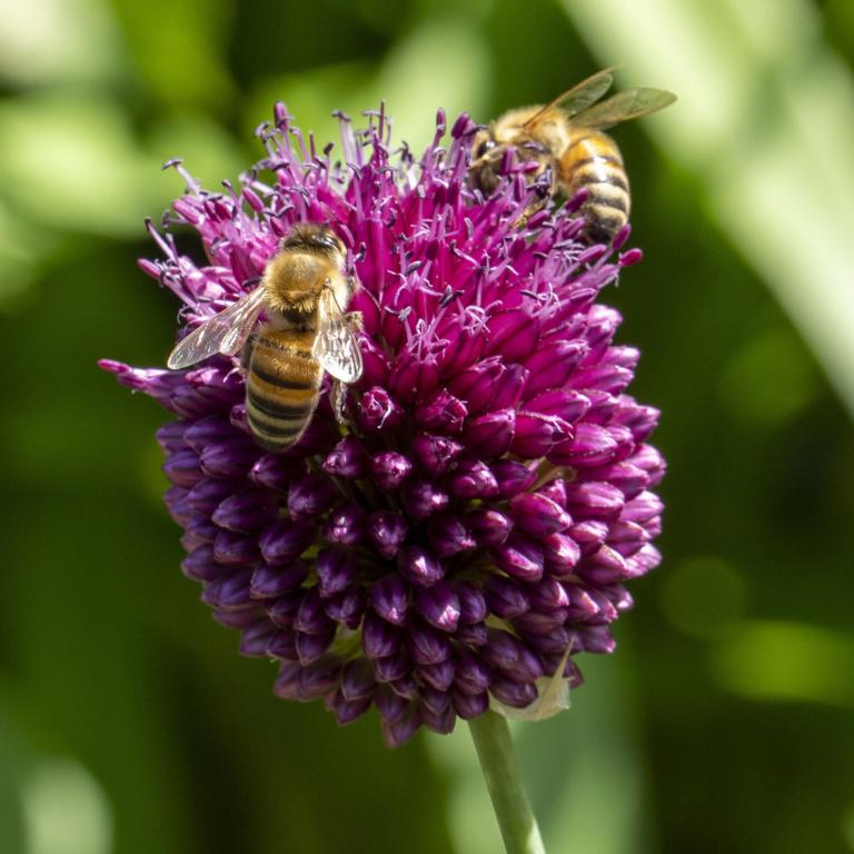 Allium Sphaerocephalon