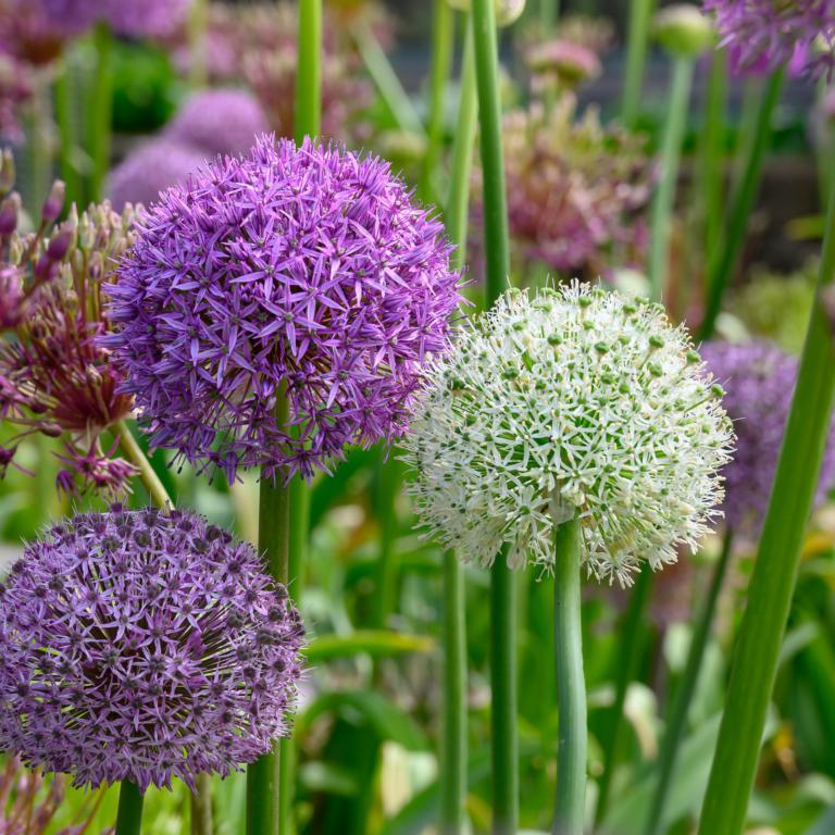 Allium Mix