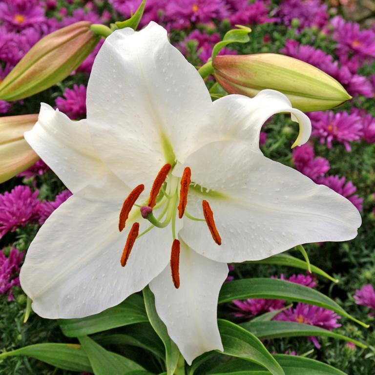 Lilium Casablanca