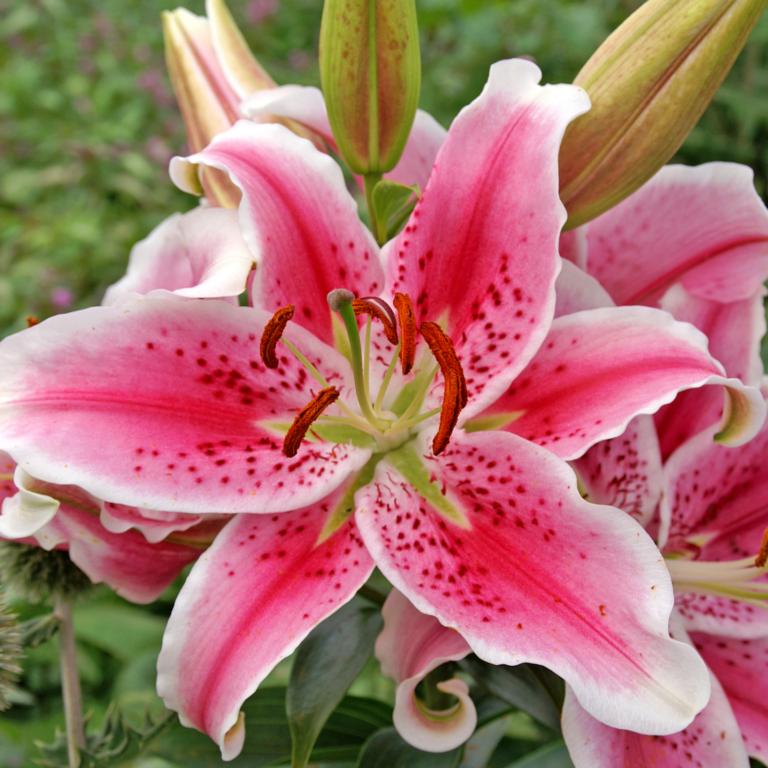 Lilium Stargazer