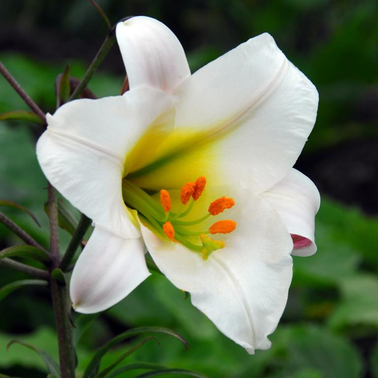 Lilium Regale