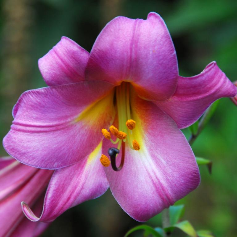 Lilium Pink Perfection